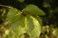 Combretum latifolium