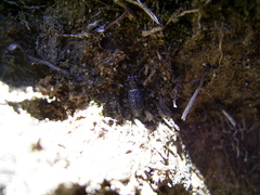 Scopodes