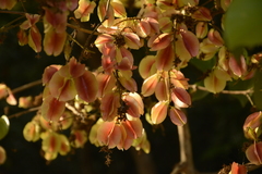 Combretum latifolium