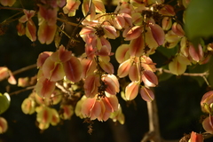 Combretum latifolium