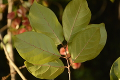 Combretum latifolium