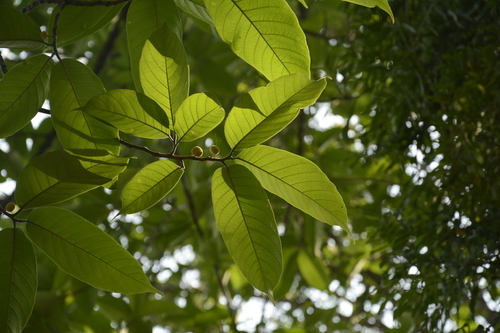 Artocarpus gomezianus (Artocarpus gomezianus)