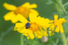 Oxythyrea noemi