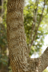 Tabernaemontana alternifolia