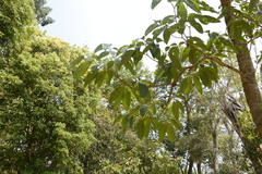 Tabernaemontana alternifolia