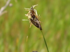Schoenus nigricans