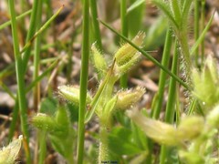 Cerastium brachypetalum