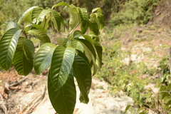 Tabernaemontana alternifolia