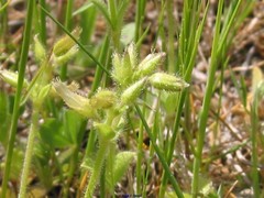 Cerastium brachypetalum