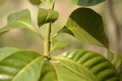 Tabernaemontana alternifolia