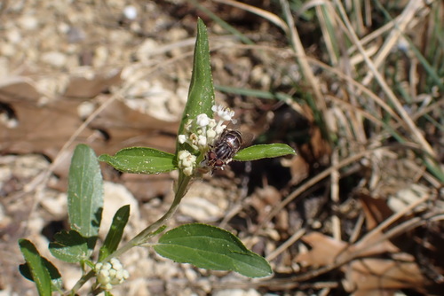 Unknown species found near West Meadowbrook, Fort Worth, TX, USA