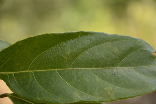 Image of Hydnocarpus pentandrus by (c) Siddarth Machado, some rights reserved (CC BY)