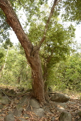 Syzygium toddalioides