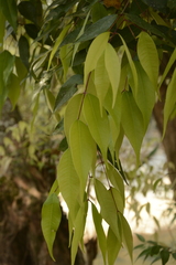Syzygium toddalioides