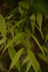 Syzygium toddalioides