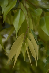 Syzygium toddalioides