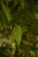 Syzygium toddalioides