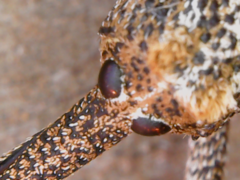 Orthorhinus cylindrirostris