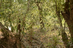 Syzygium toddalioides