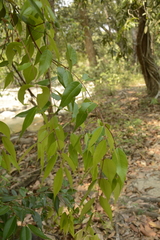Syzygium toddalioides