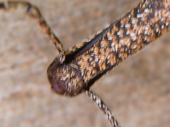 Orthorhinus cylindrirostris