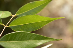 Syzygium toddalioides