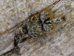 Orthorhinus cylindrirostris