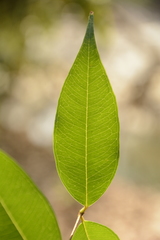 Syzygium toddalioides