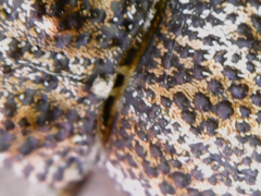 Orthorhinus cylindrirostris