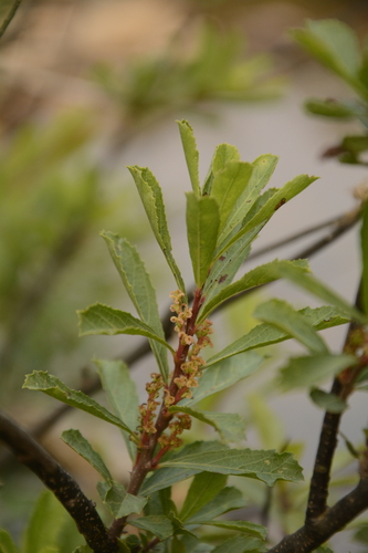 Homonoia retusa