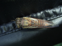 Gelidea torrida