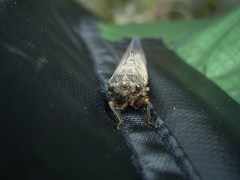 Gelidea torrida