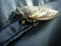 Gelidea torrida