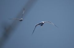 Phaethon lepturus catesbyi