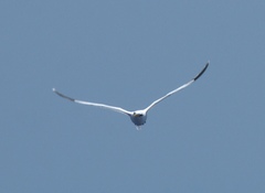 Phaethon lepturus catesbyi