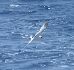 Phaethon lepturus catesbyi