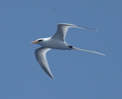 Phaethon lepturus catesbyi