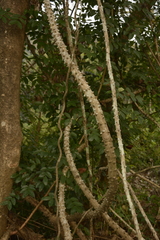 Mezoneuron cucullatum