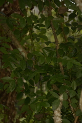 Mezoneuron cucullatum