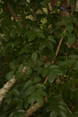 Mezoneuron cucullatum