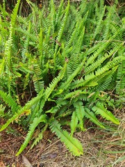Nephrolepis flexuosa