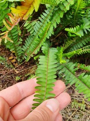 Nephrolepis flexuosa