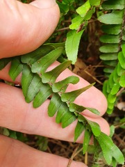 Nephrolepis flexuosa