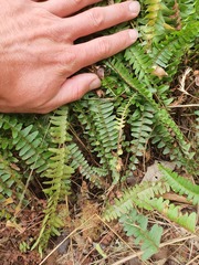Nephrolepis flexuosa