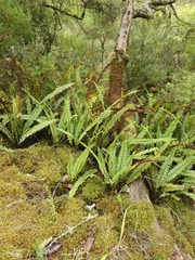 Nephrolepis flexuosa