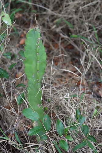 Acanthocereus colombianus