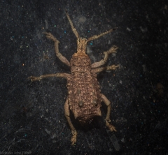 Leptopius setosus