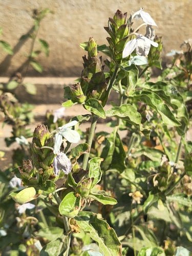 ice crossandra (Ecbolium ligustrinum)