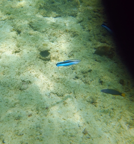 Cleaner Wrasse