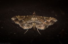 Merodictya marmorata